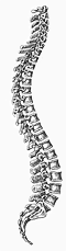 Spine